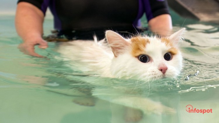 Турецкий Ван