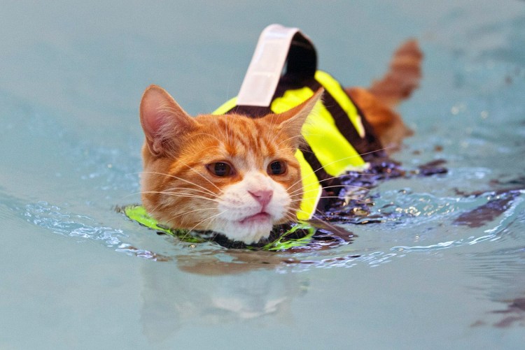 Котик плывет