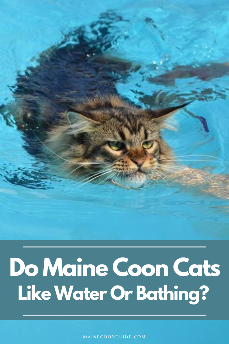 Котенок плывет