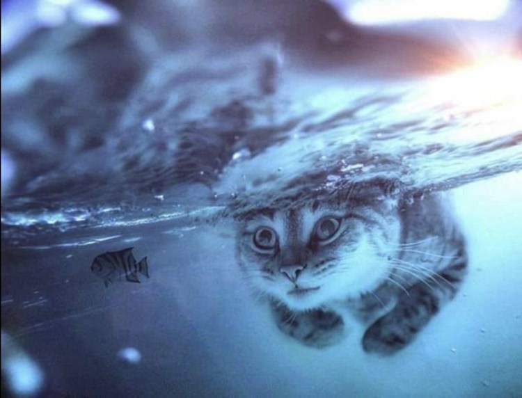 Коты под водой