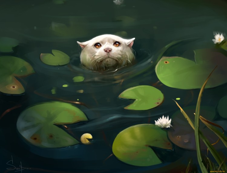 Котенок в воде