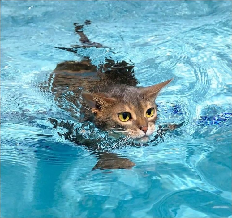 Коты плавают