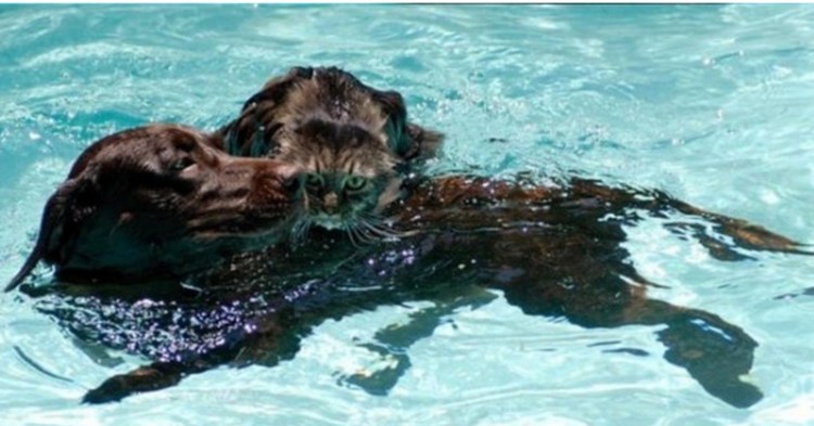 Коты умеют плавать