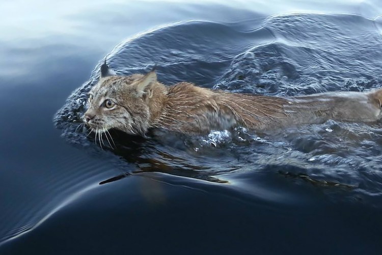 Рысь обыкновенная и вода