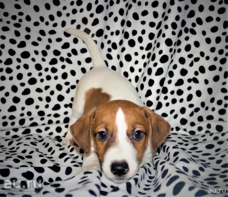Джек Рассел терьер далматинец