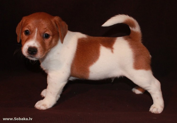 Джек-Рассел-терьер бело рыжий