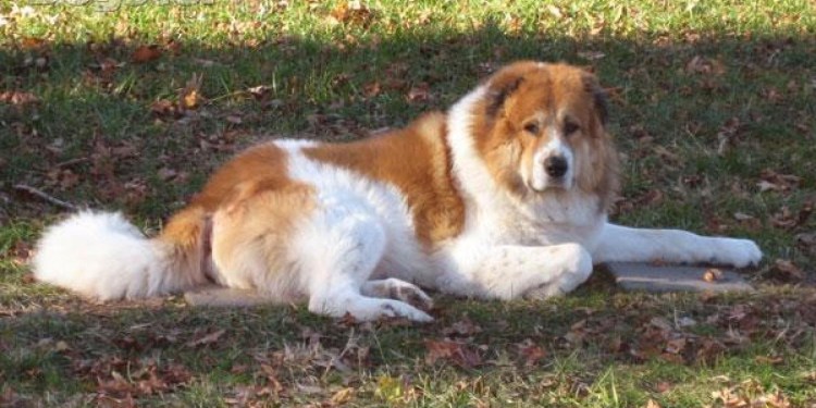 Кавказская овчарка рыжая