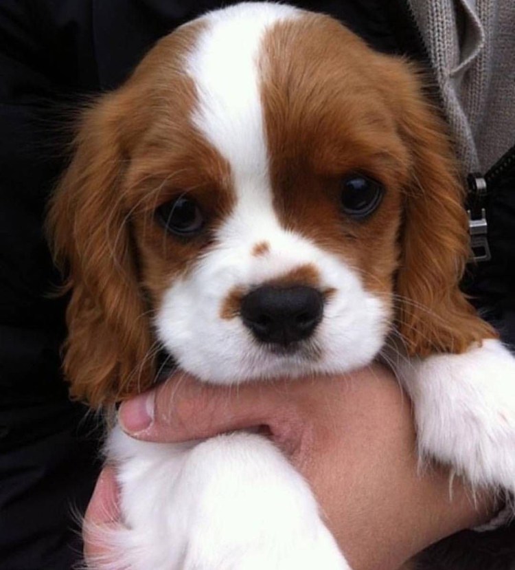 Райдер Кинг Чарльз Бленхейм