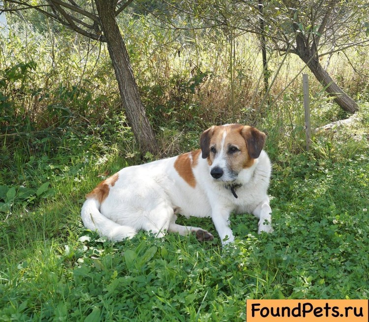 Дворняжка белая с рыжими пятнами