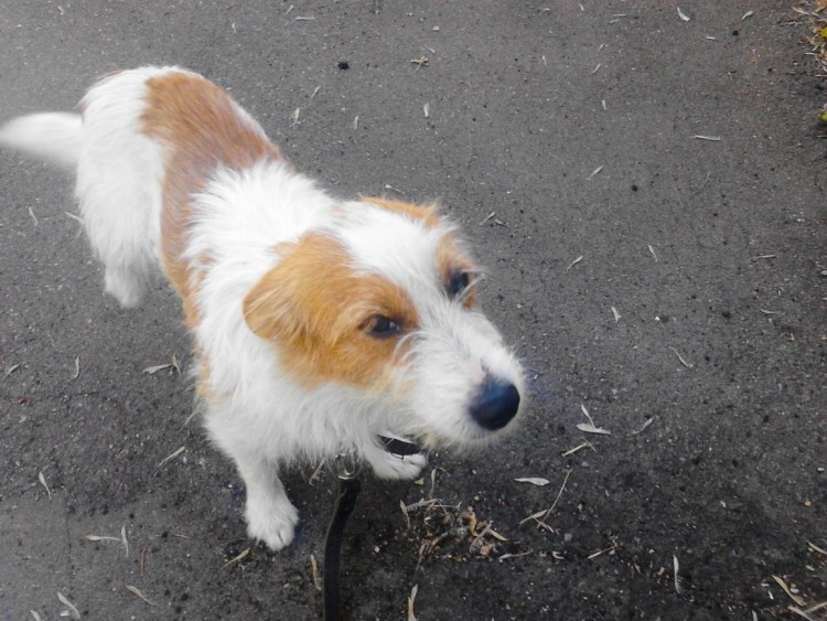 Собака белая с рыжими пятнами