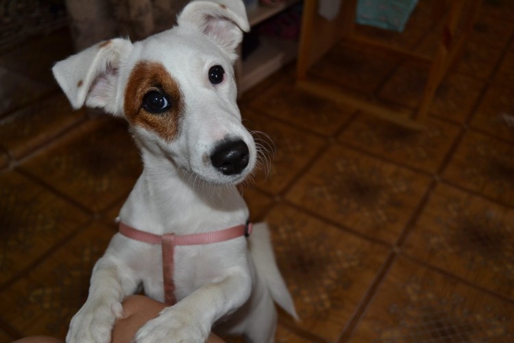 Собака с рыжими пятнами