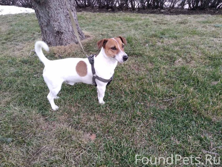 Собака белая с рыжими пятнами порода