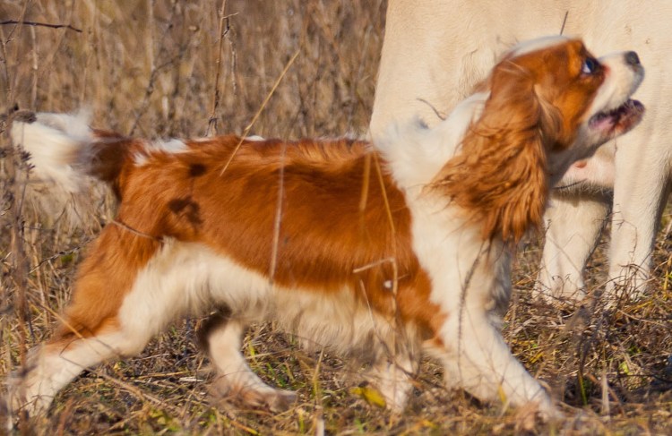 Спаниель белый с рыжими пятнами