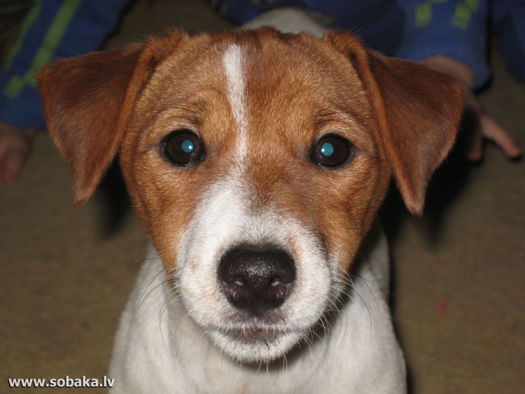 Джек Рассел с коричневыми пятнами