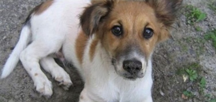 Маленькая белая собачка дворняжка