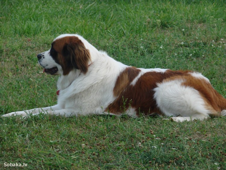 Сенбернар гладкошерстный