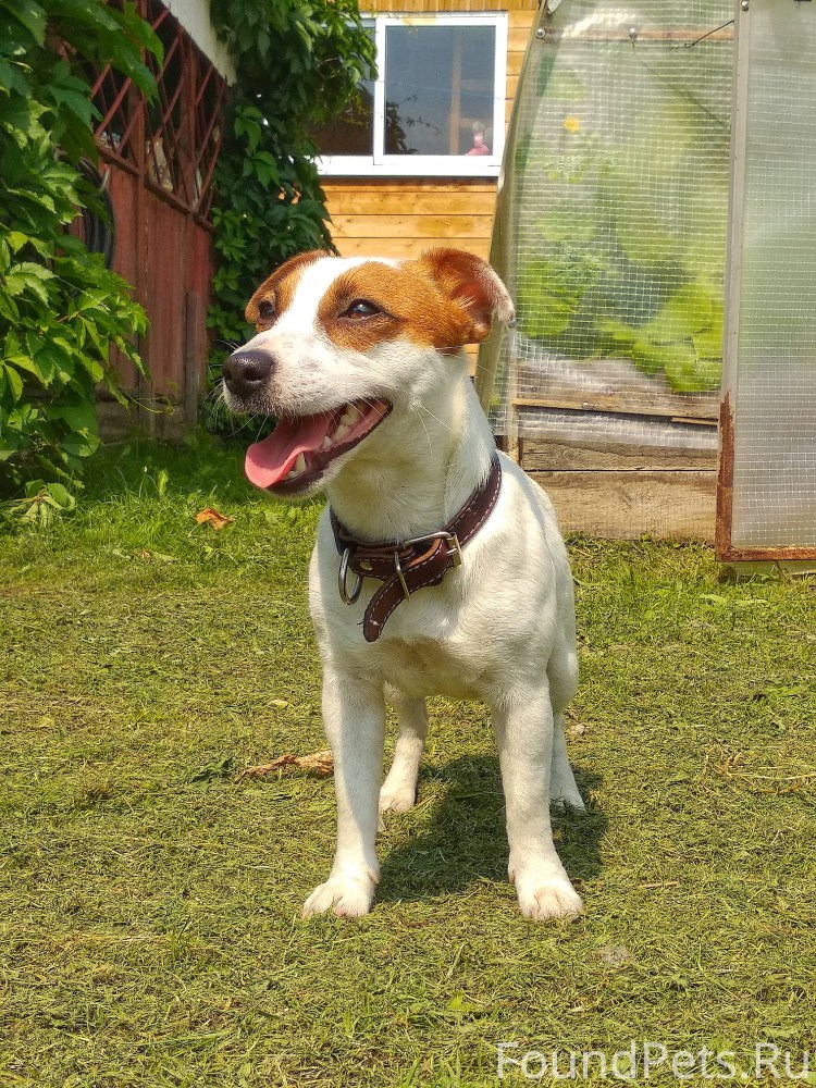 Джек-Рассел-терьер рыжий