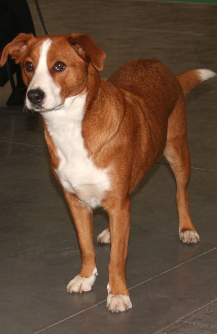 Порода собак австрийский пинчер