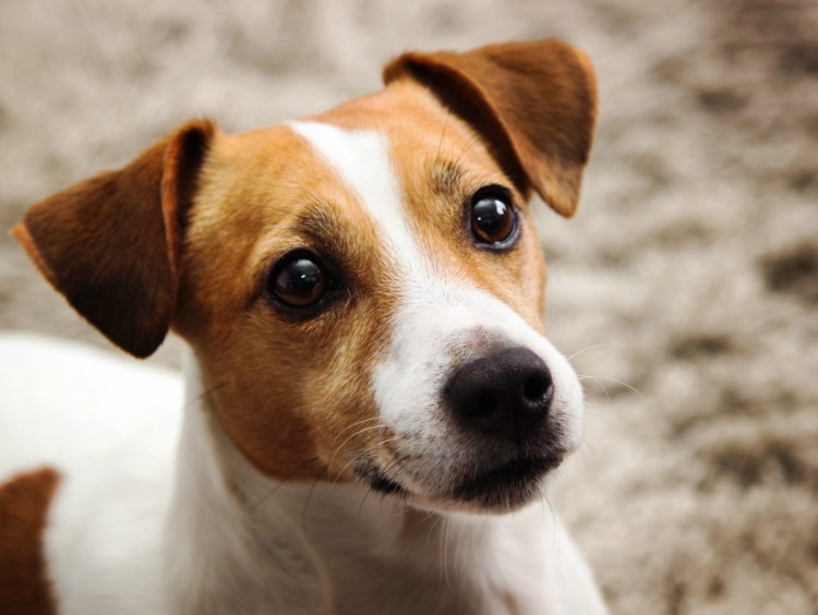 Джек Рассел