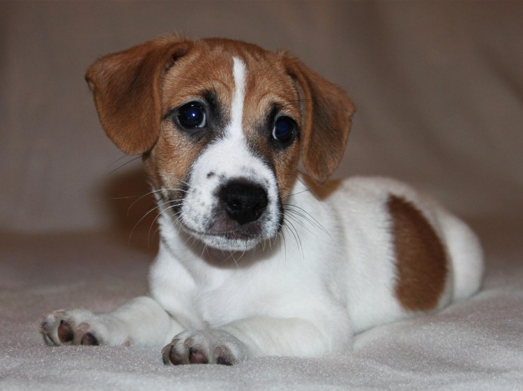 Джек Рассел терьер гладкошерстный