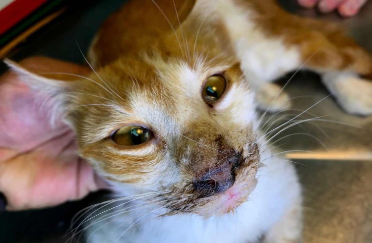 Инфекционный ринотрахеит кошек