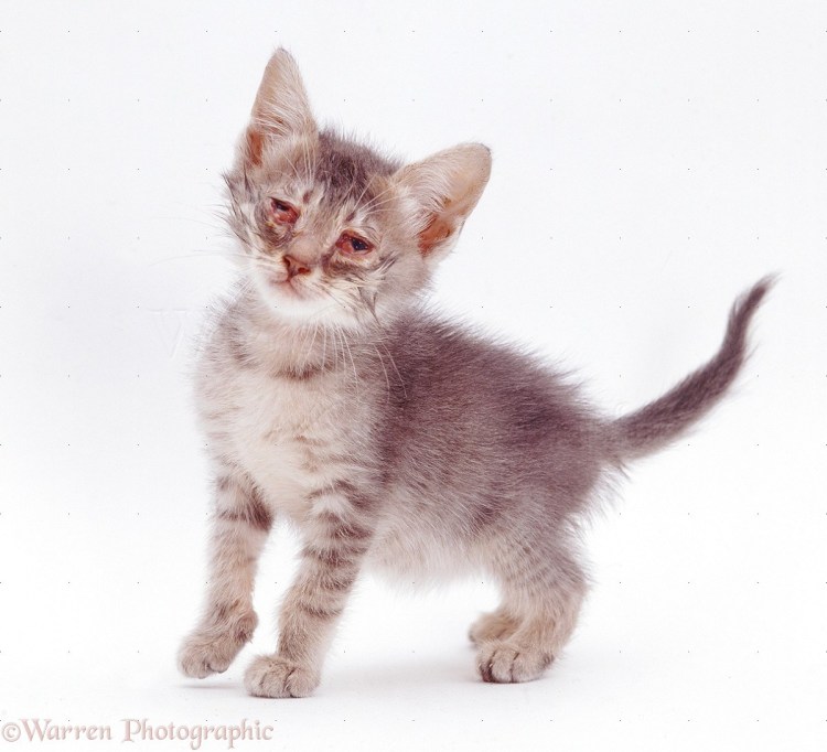 Гнойный конъюнктивит у кошки