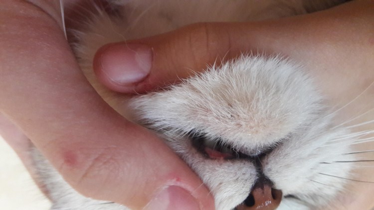 Идиопатический цистит у кошек