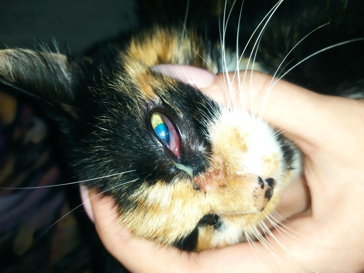 Кошачий конъюнктивит конъюнктивит кошачий