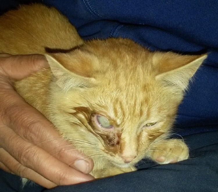 Хламидийный конъюнктивит у кошек