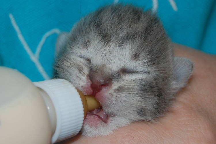 Симблефарон конъюнктивизация роговицы