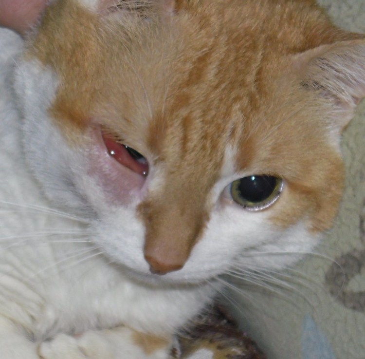 Эозинофильная гранулема у кошек