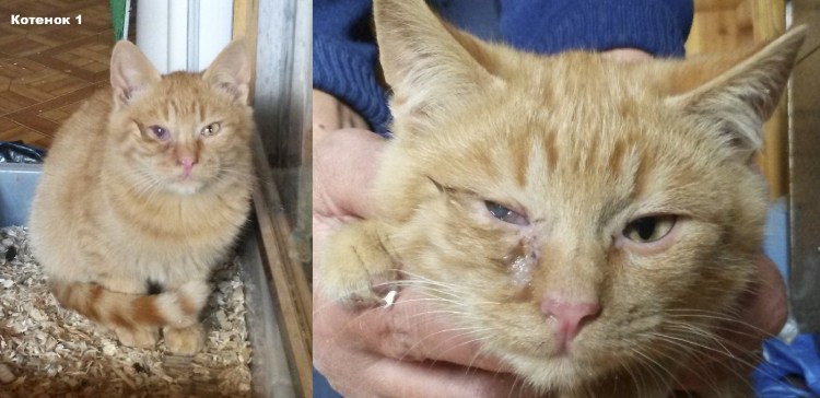 Хламидиоз кошек Chlamydophila Felis