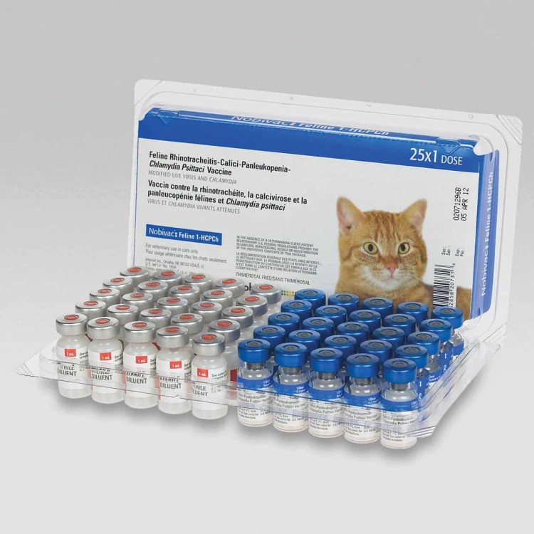 Цикл развития токсоплазмы схема