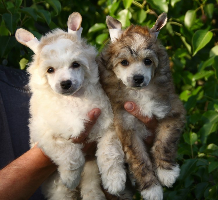 Китайская хохлатая пуховая