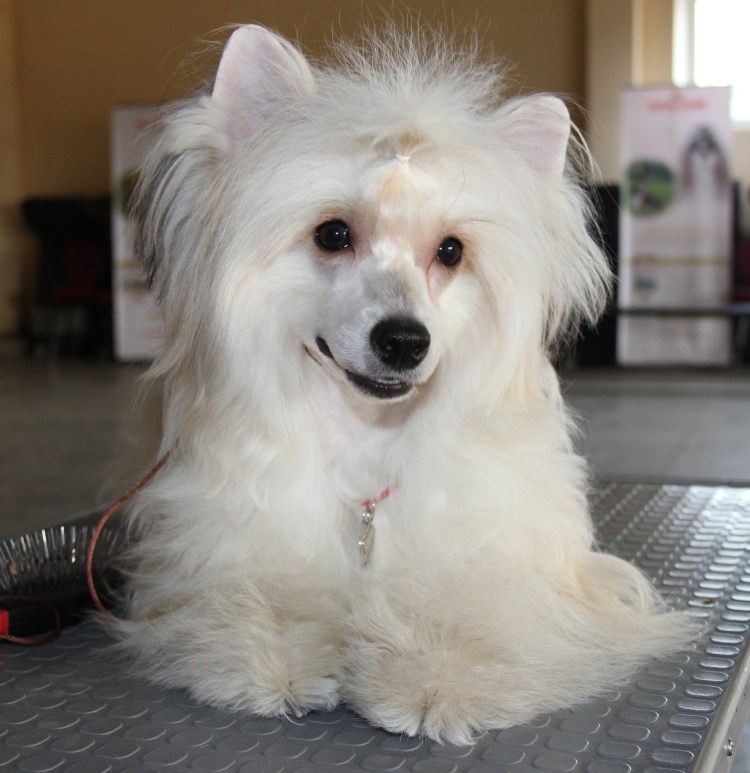 Китайская хохлатая кутенок