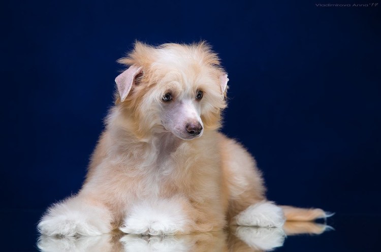 Китайская хохлатая пуховая