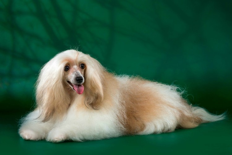 Китайская хохлатая пуховка