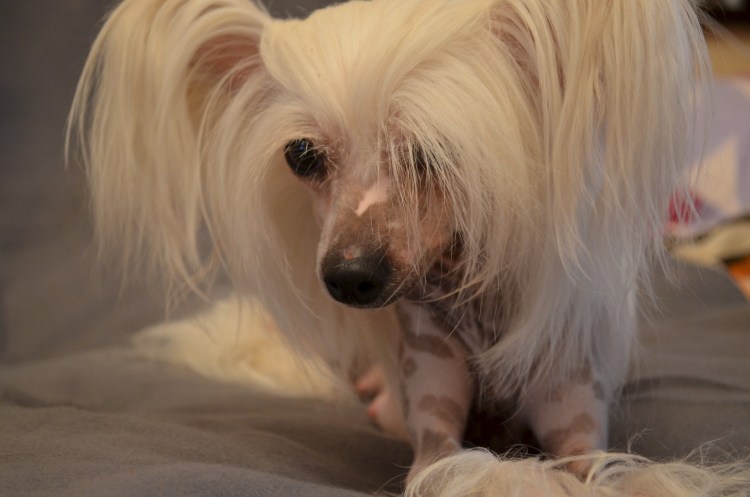 Китайская хохлатая собака