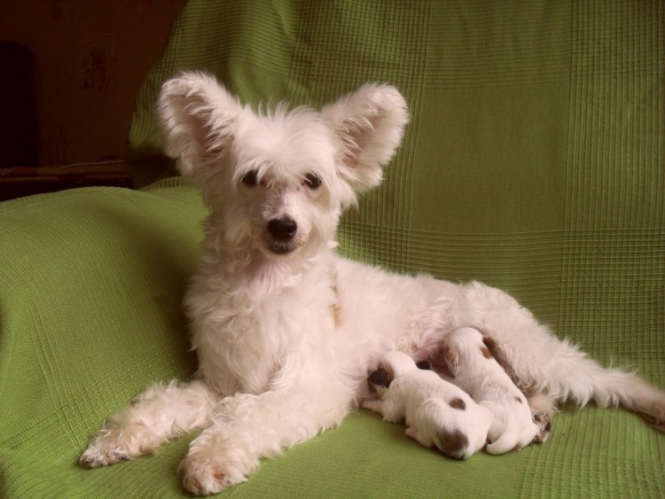 Китайская хохлатая пуховая собака