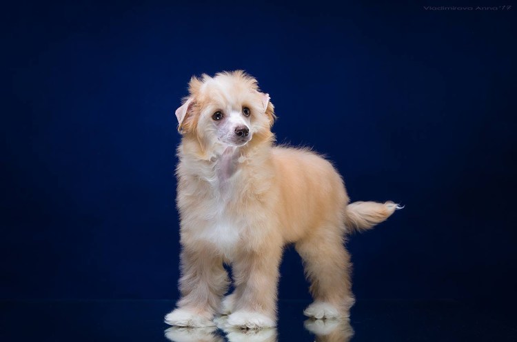 Китайская хохлатая кутенок