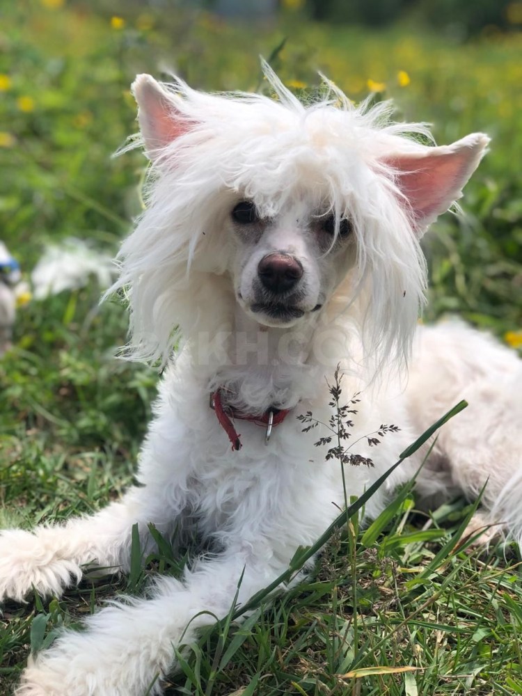 Китайская хохлотая Пухов