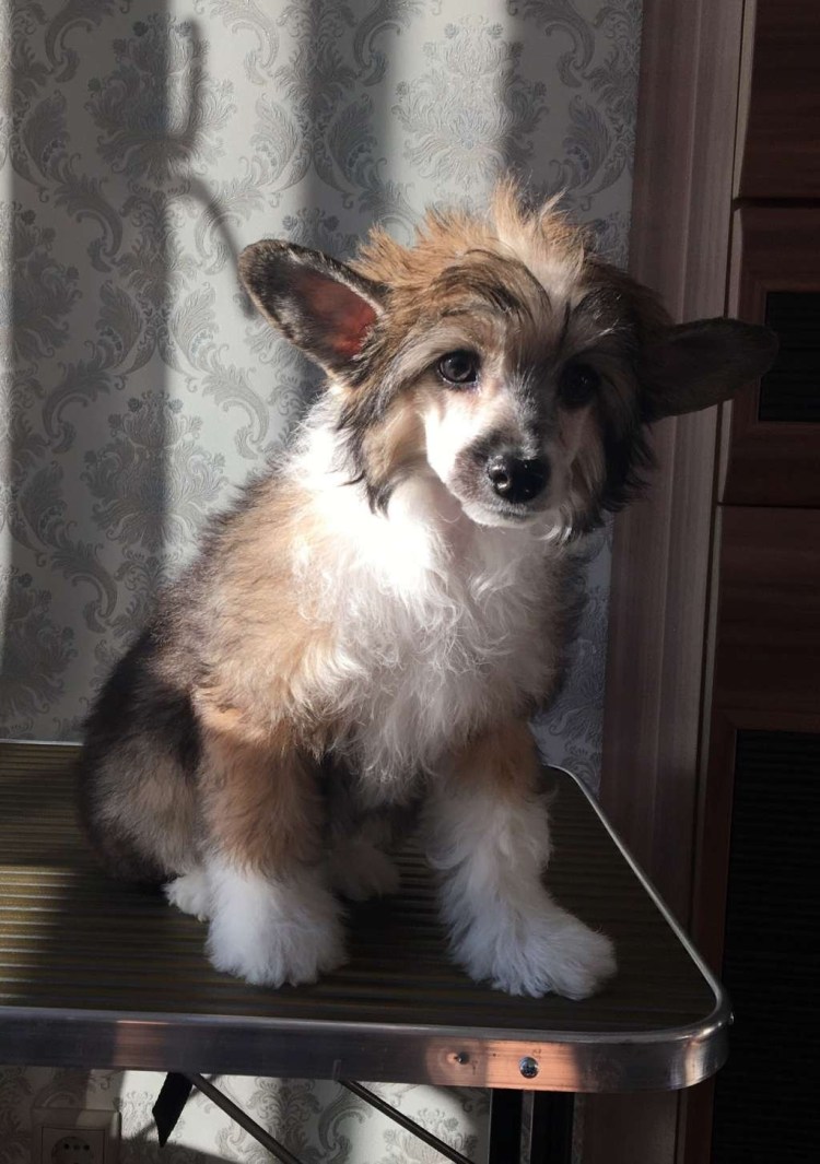 Китайская хохлатая