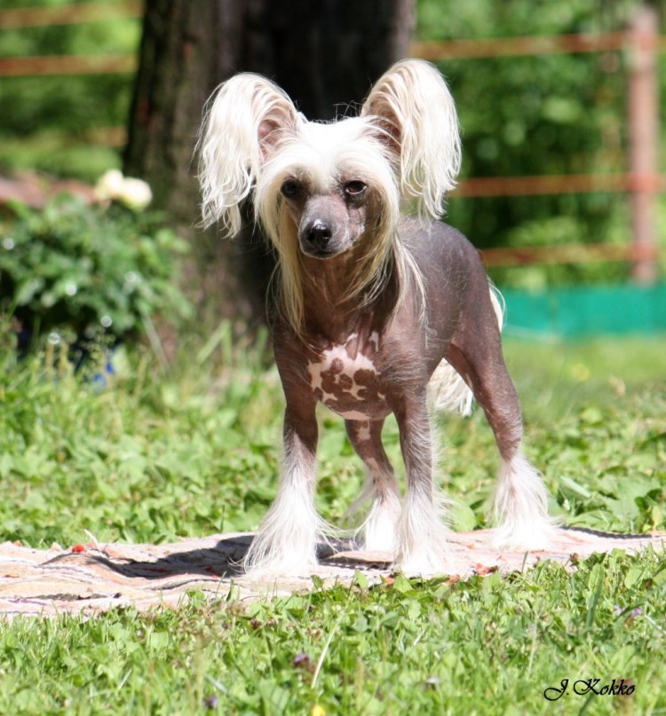 Китайская хохлатая пуховая белая