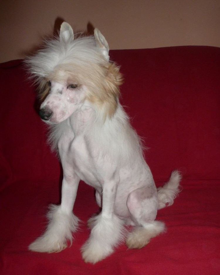 Китайская хохлатая пухоховка