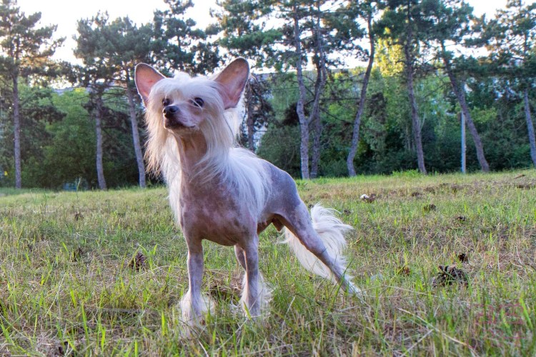 Китайская хохлатая клячка