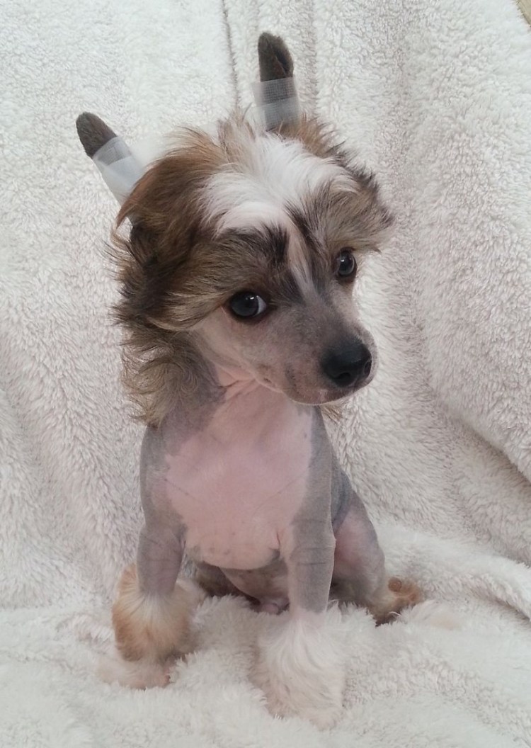 Китайская хохлатая пуховая собака