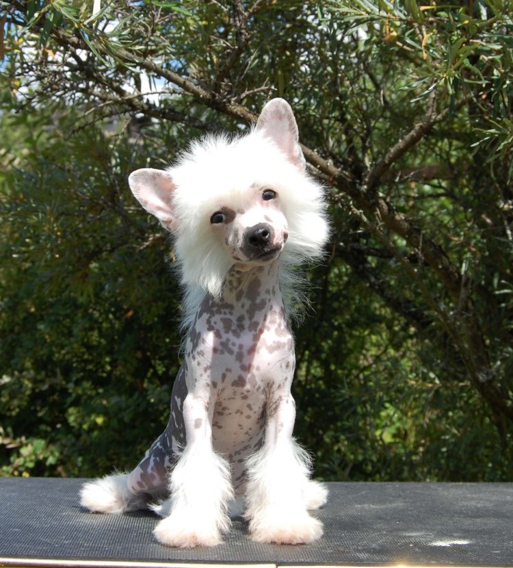 Китайская хохлатая пуховичка