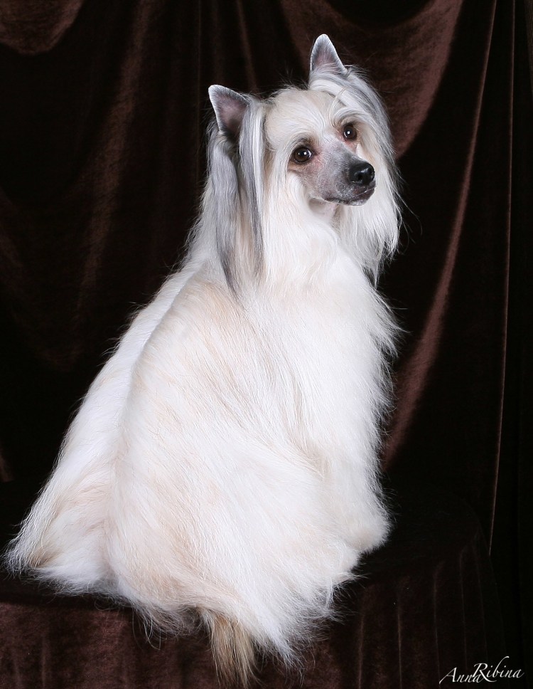 Китайская хохлатая пуховка рыжая