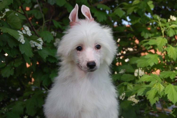 Хохлатая Гидаори