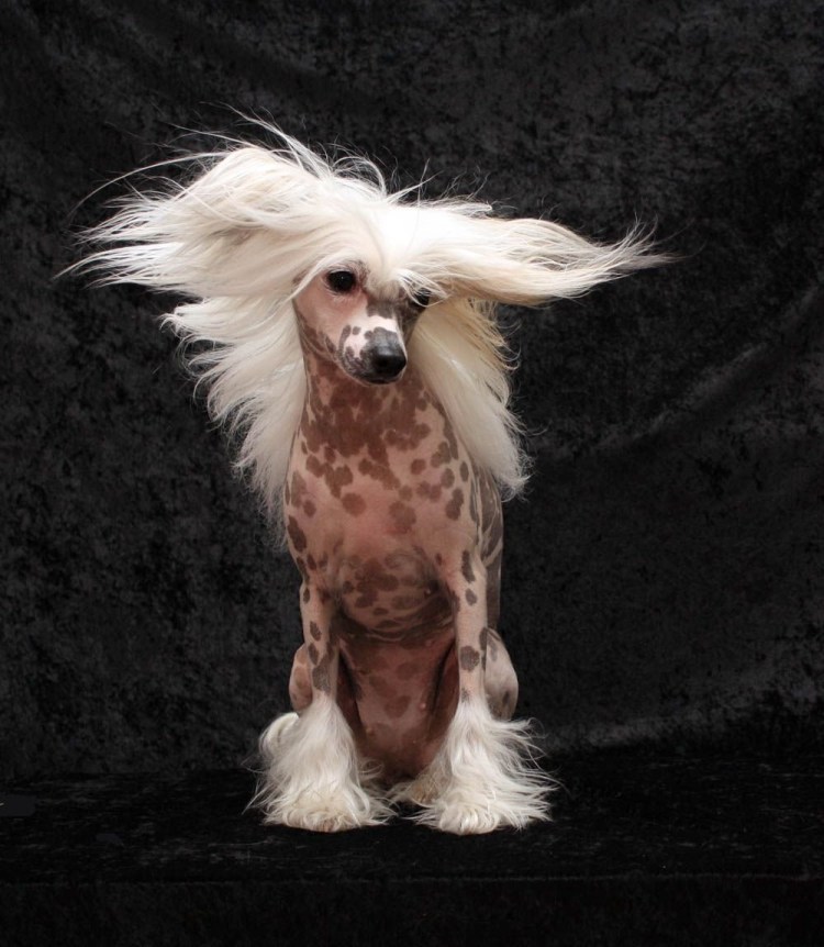 Китайская хохлатая пуховая собака